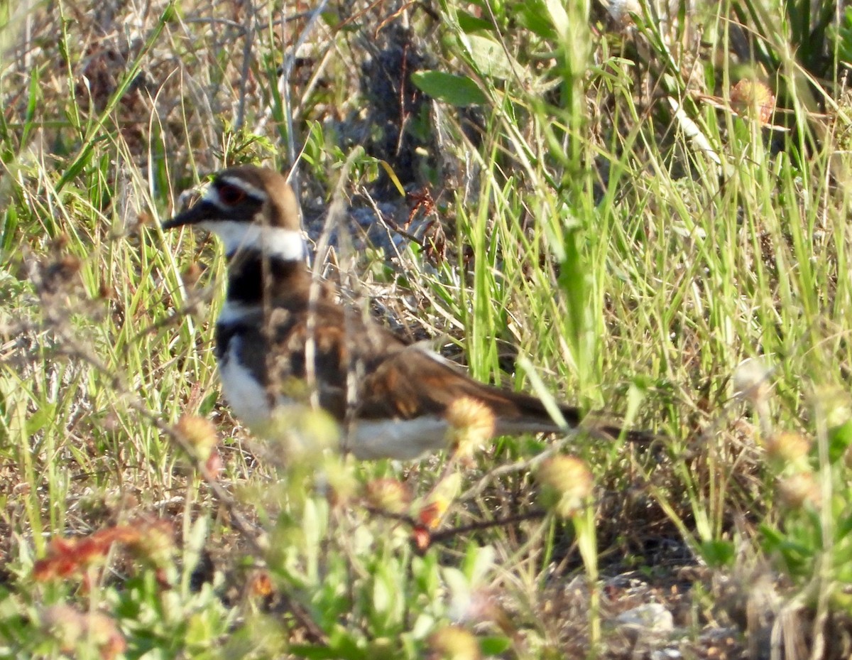 Killdeer - Eve Waterman