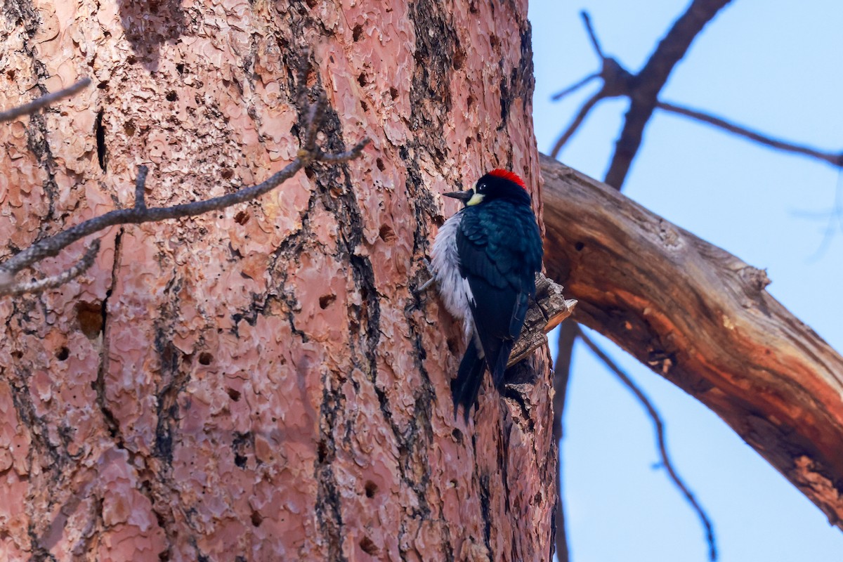 Acorn Woodpecker (Acorn) - Joey McCracken