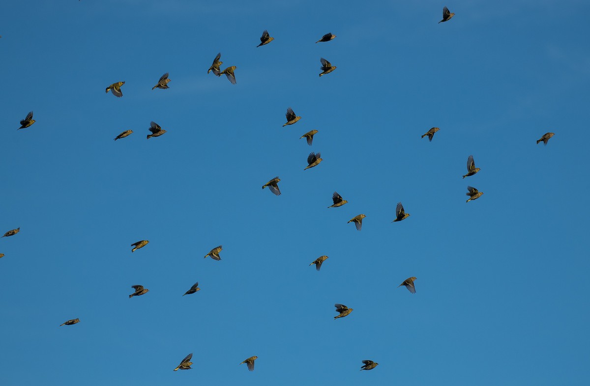 Eurasian Siskin - Theo de Clermont