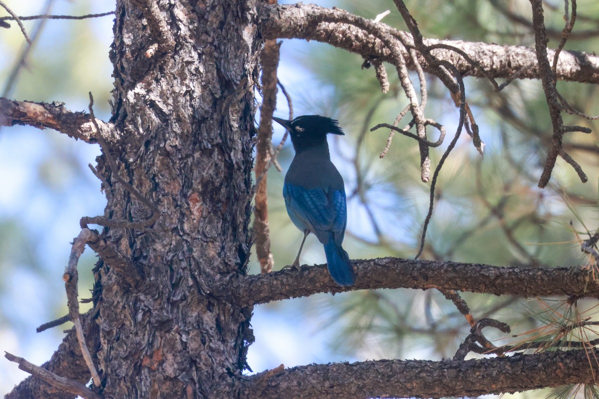 Steller's Jay (Southwest Interior) - ML619455127