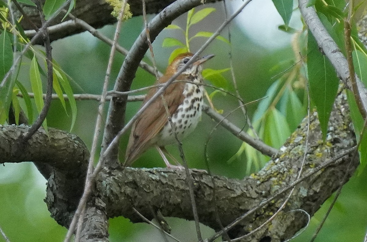 Wood Thrush - Dennis Mersky