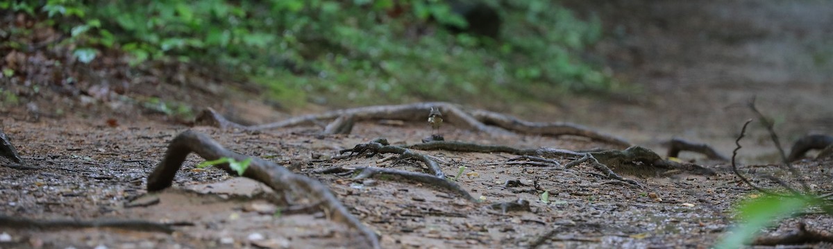 Louisiana Waterthrush - Laurel Barnhill