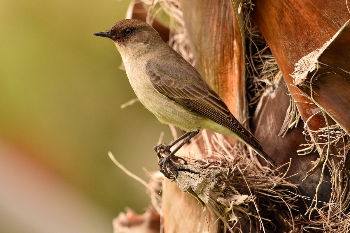 Dark-faced Ground-Tyrant - Francisca Manríquez
