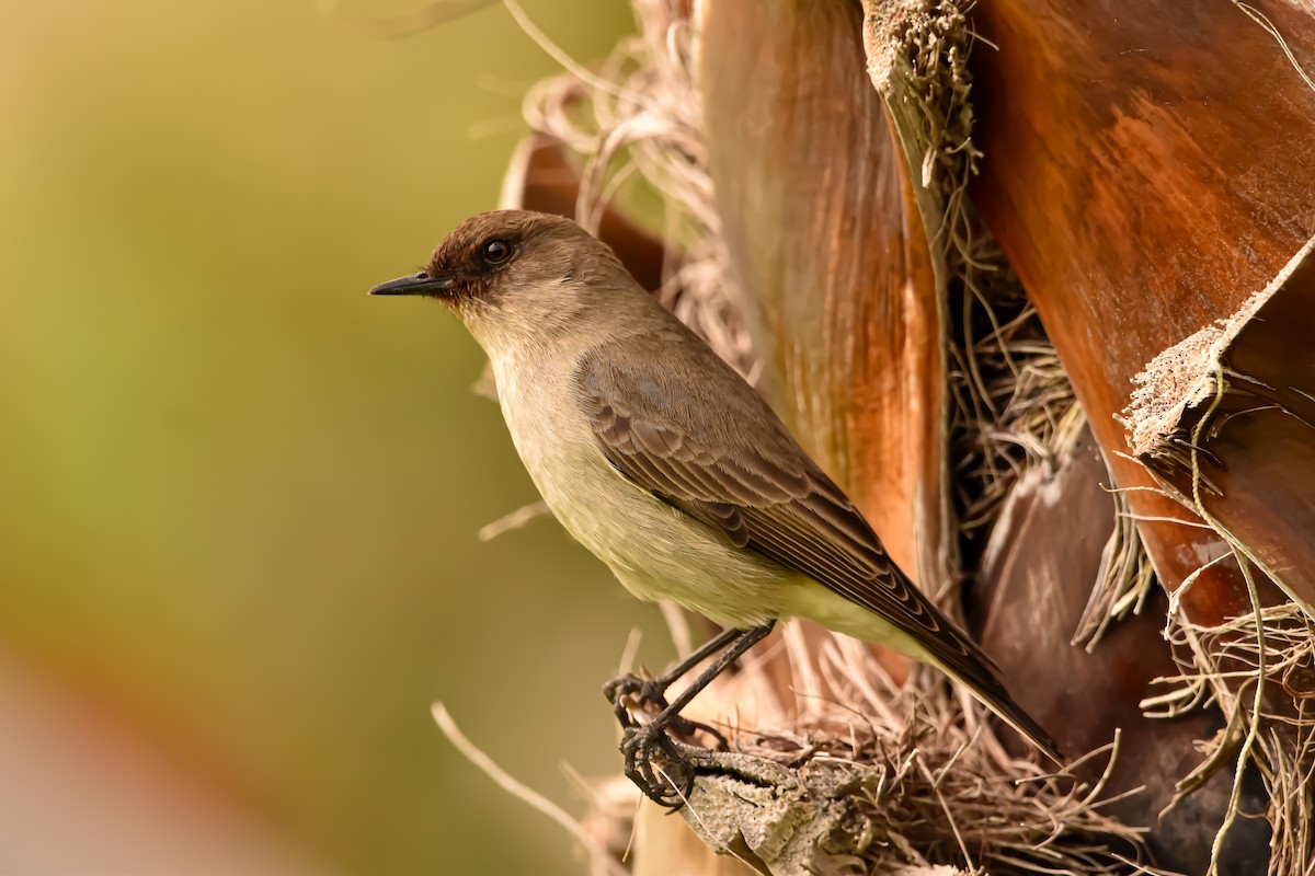Dark-faced Ground-Tyrant - ML619455168