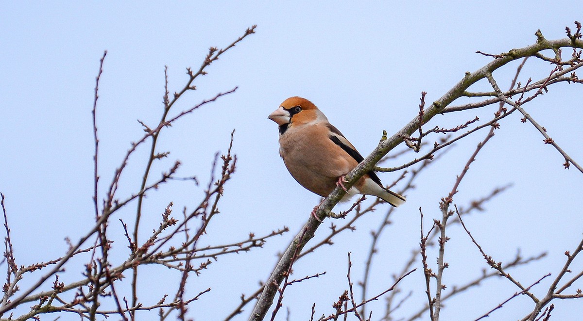 Hawfinch - Theo de Clermont