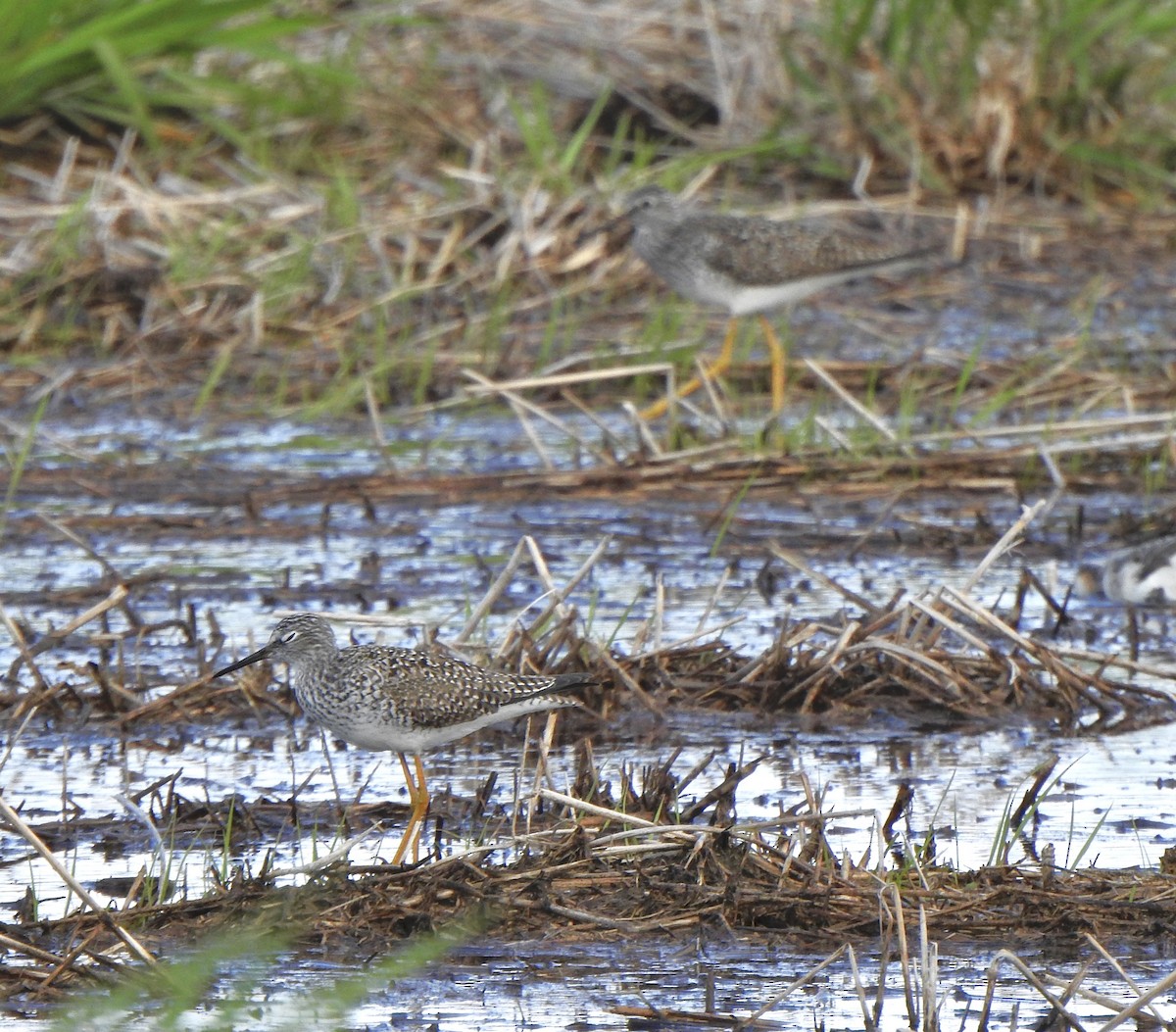 Lesser/Greater Yellowlegs - Bruce Mellberg