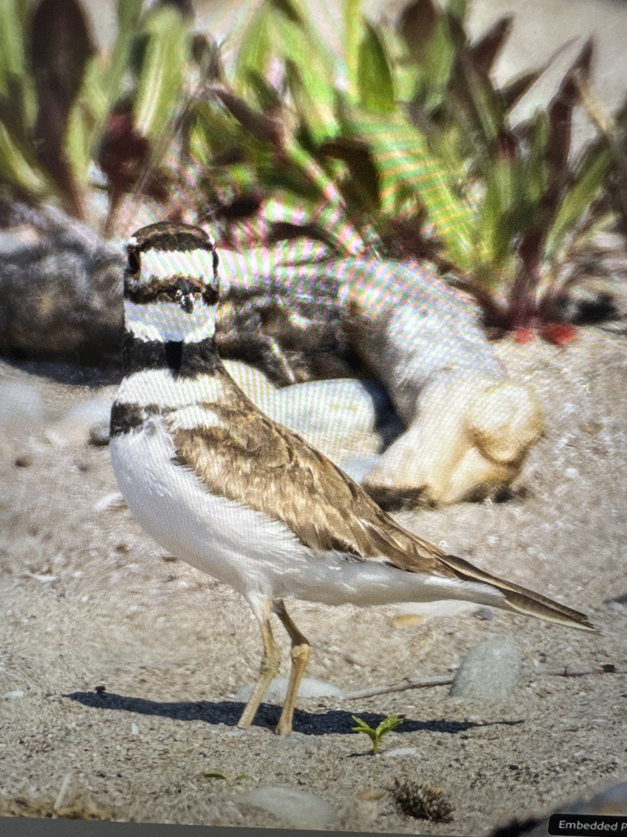 Killdeer - Diane Schlichting