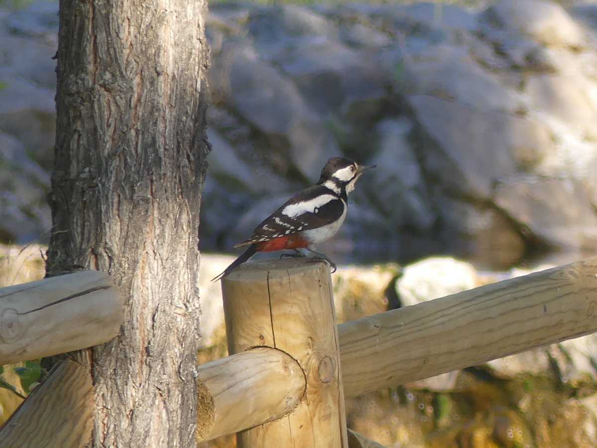 Great Spotted Woodpecker - Juan Rodríguez Roa