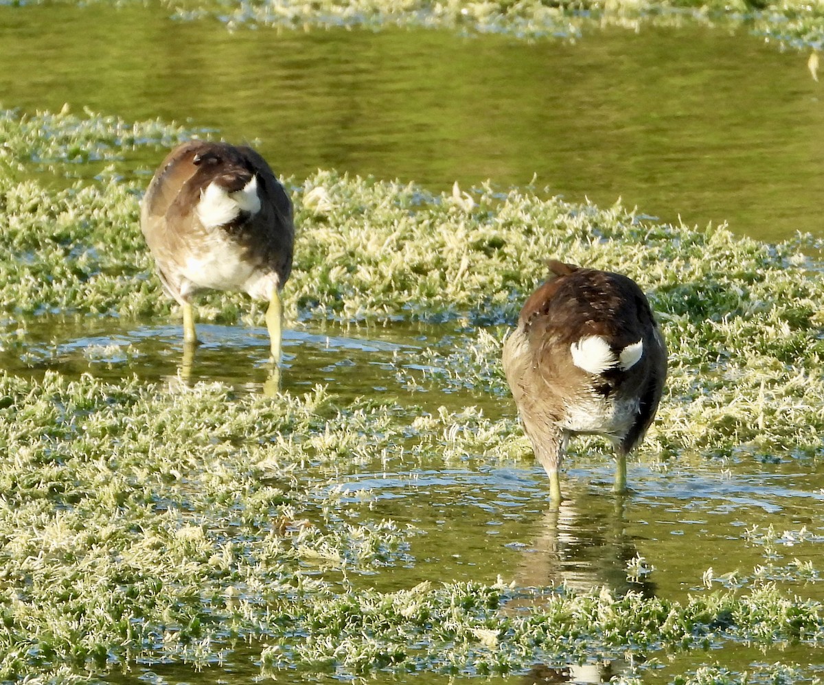 Common Gallinule - Eve Waterman