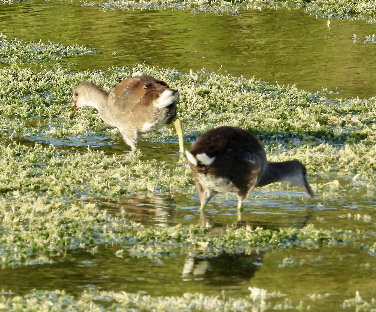 Common Gallinule - Eve Waterman