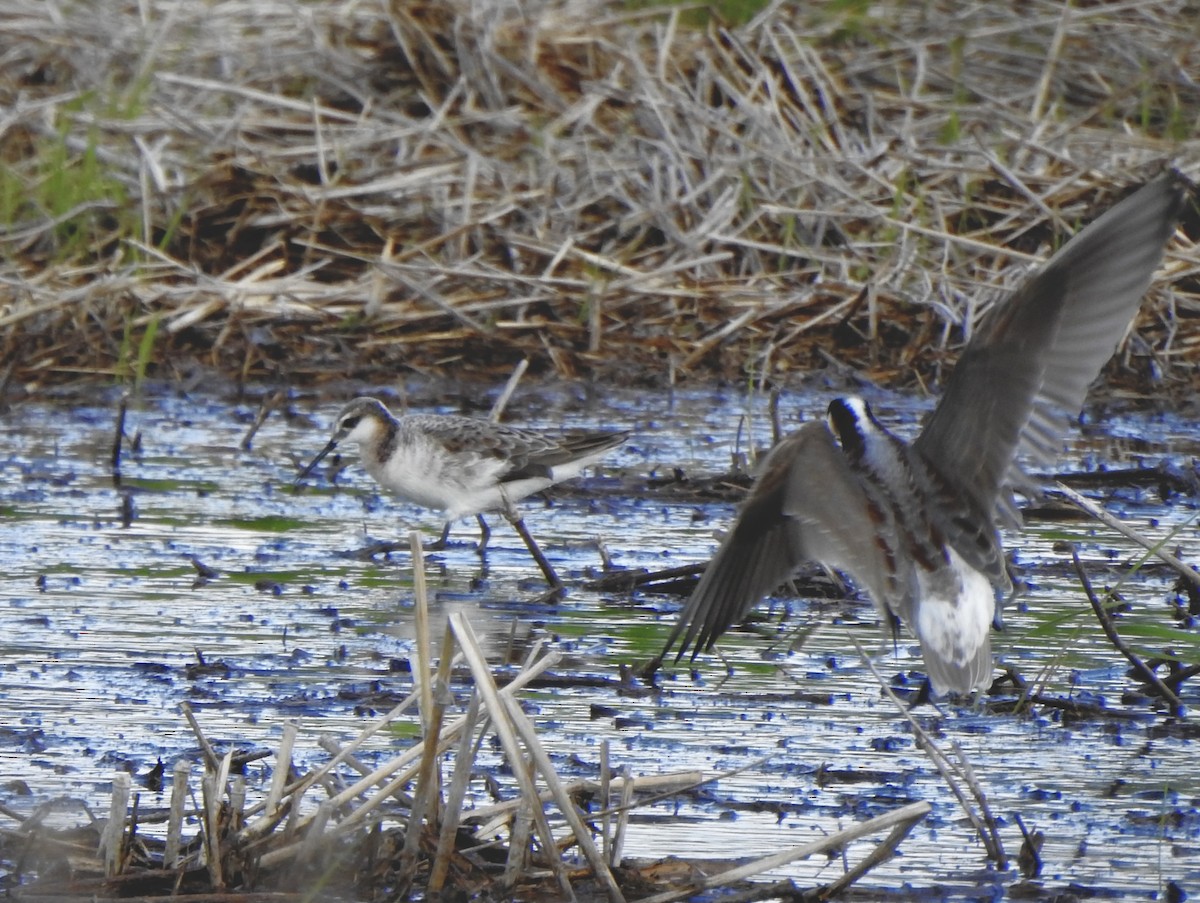 Wilson's Phalarope - Bruce Mellberg