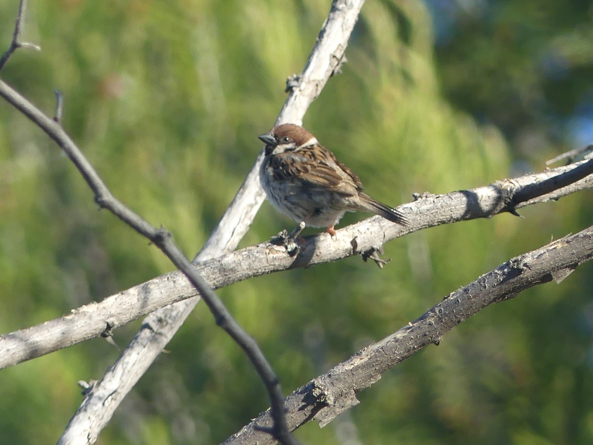 Eurasian Tree Sparrow - Juan Rodríguez Roa