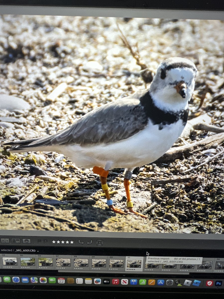 Piping Plover - Diane Schlichting