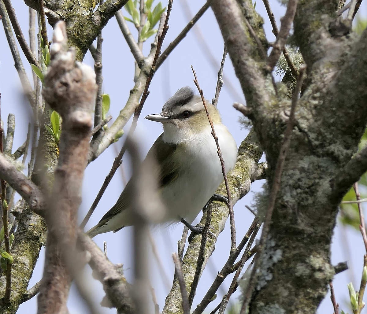 Red-eyed Vireo - ML619455190