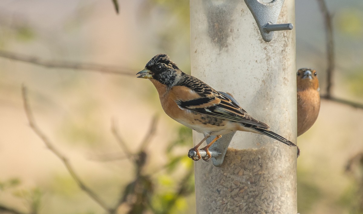 Brambling - Theo de Clermont