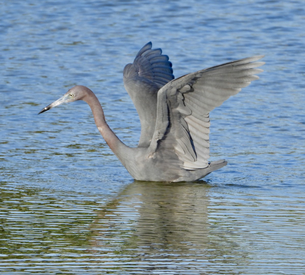 Little Blue Heron - Eve Waterman