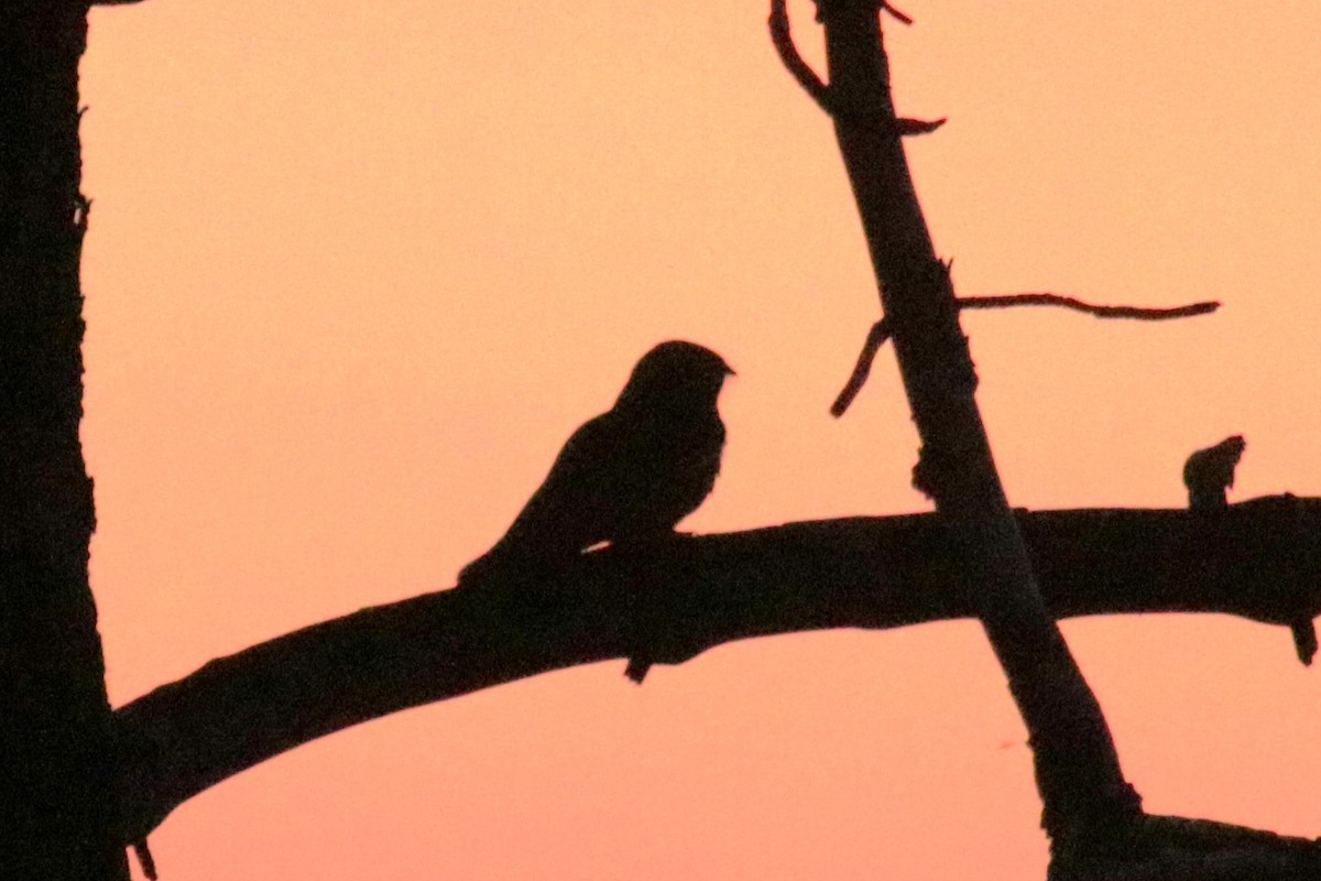 Eurasian Nightjar - Jan Roedolf