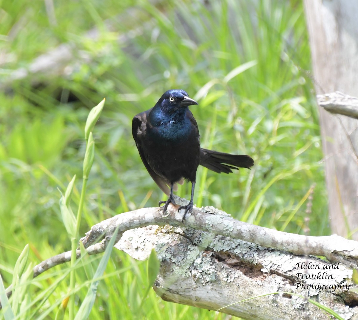 Common Grackle - Helen and Franklin Chow