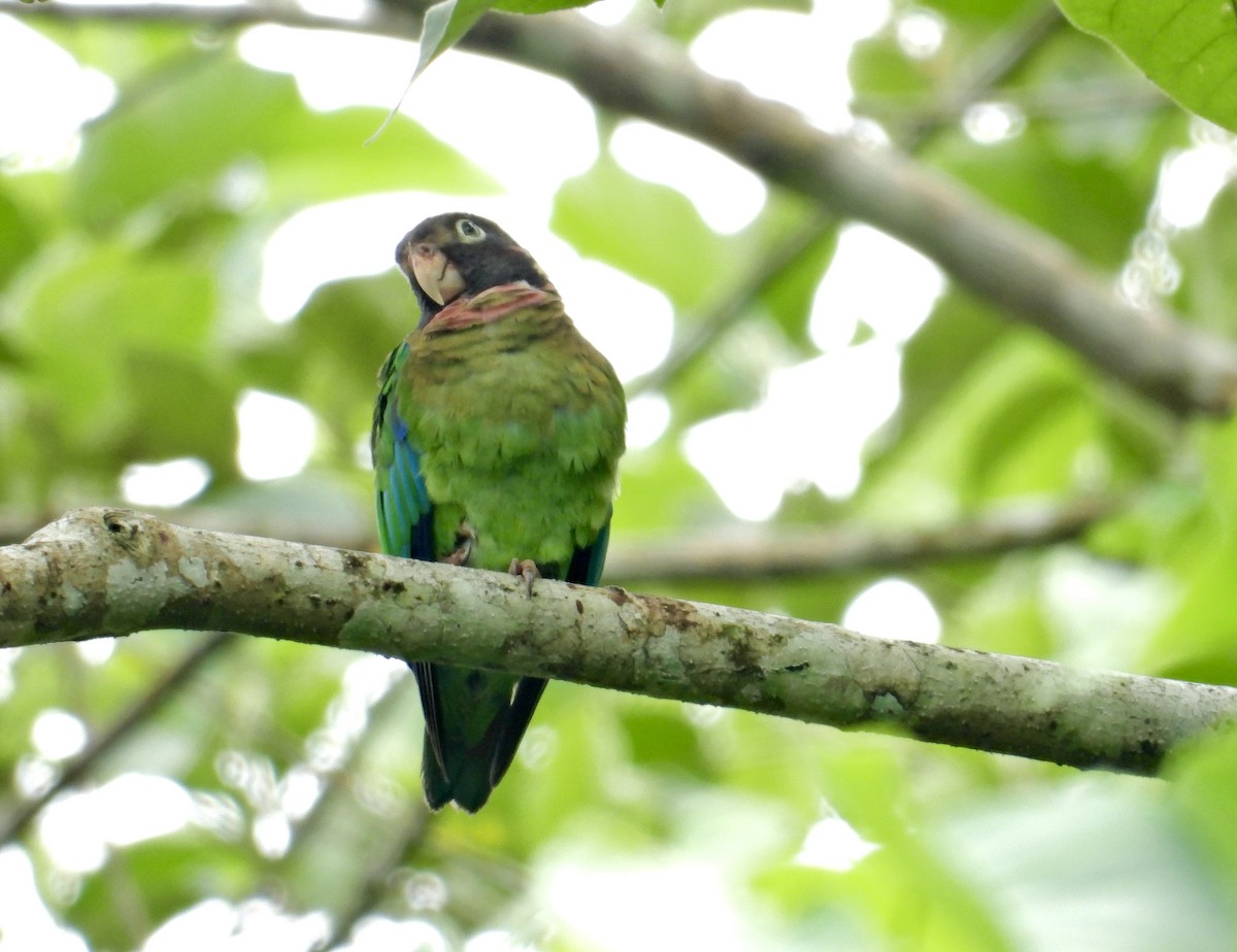 Brown-hooded Parrot - Alejandra Pons