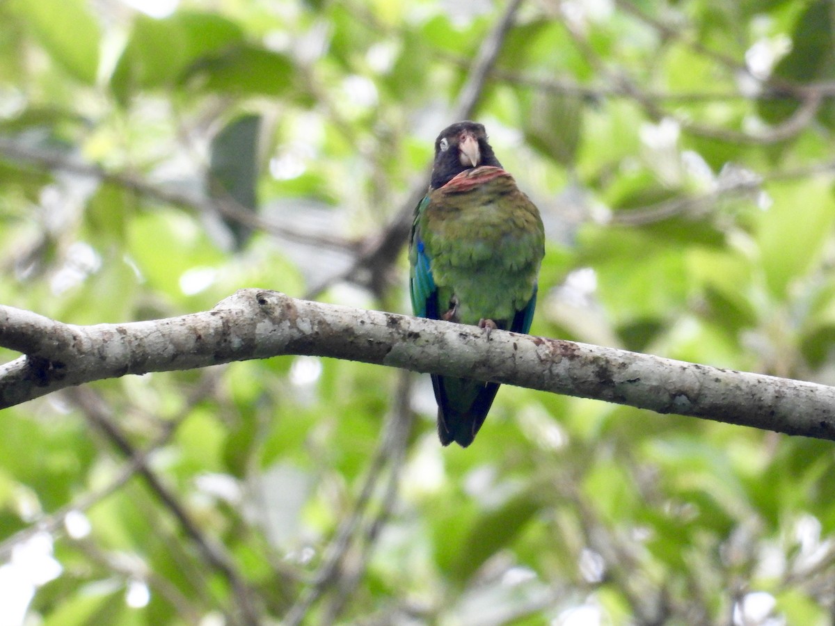 Brown-hooded Parrot - Alejandra Pons