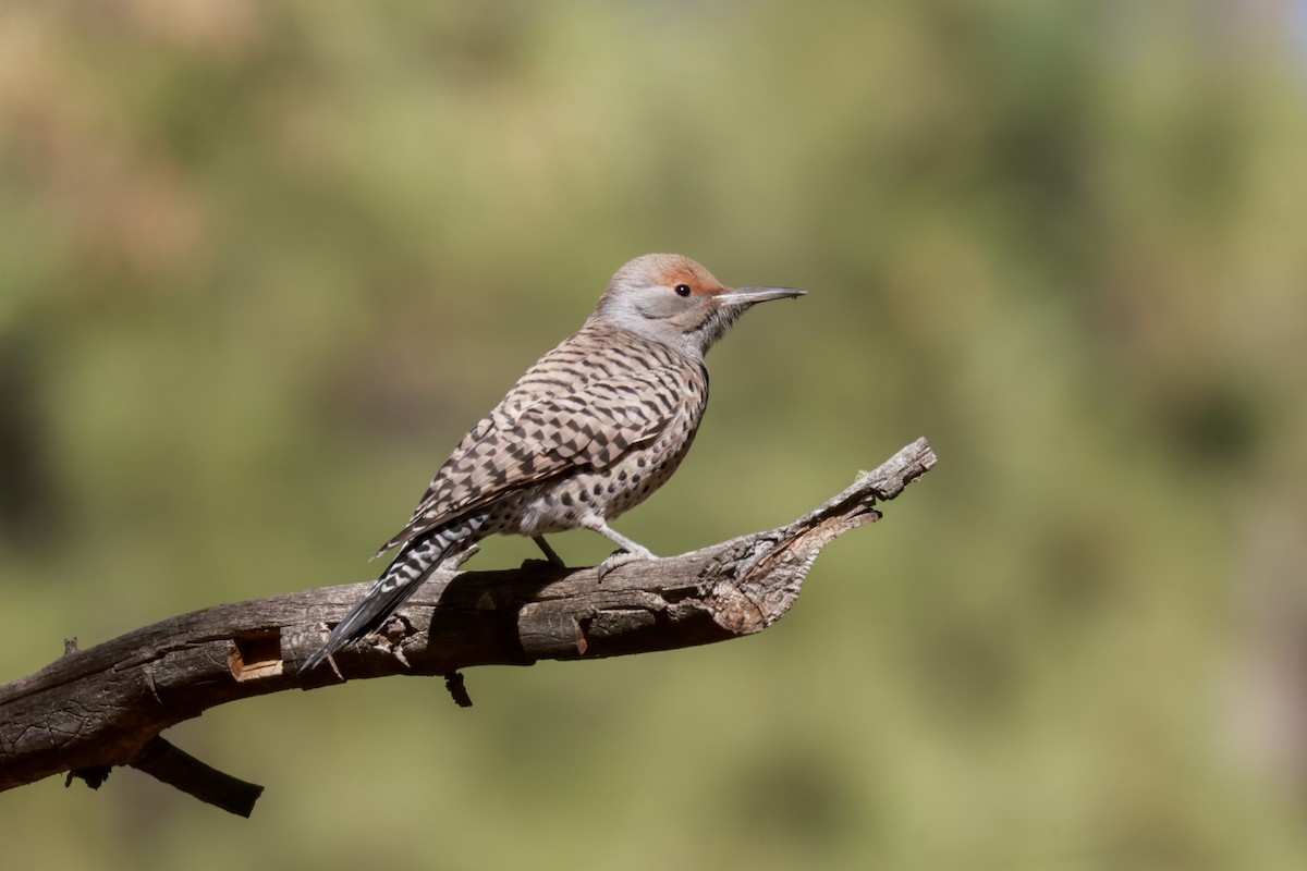 Northern Flicker (Red-shafted) - Joey McCracken