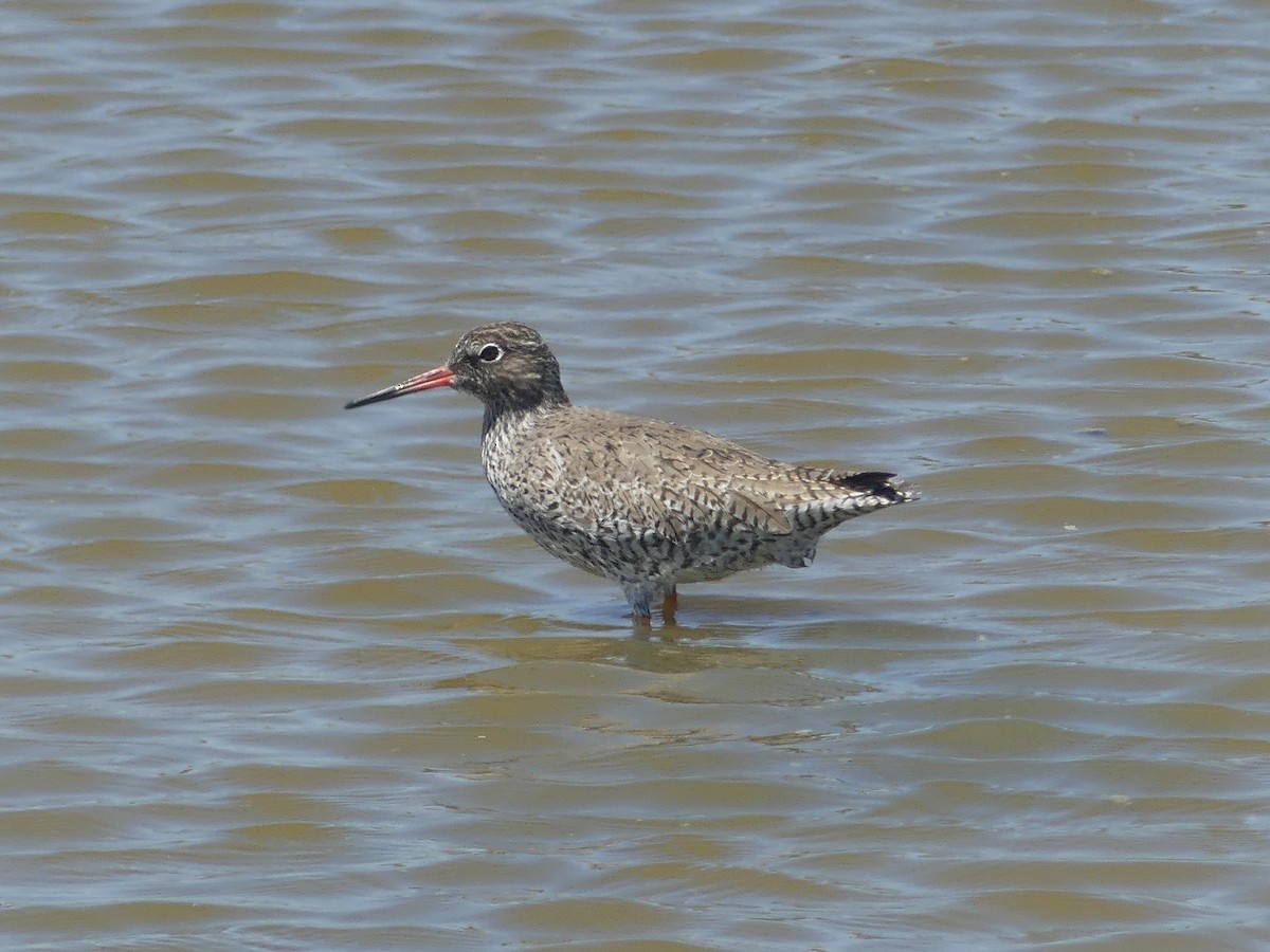 Common Redshank - ML619455213