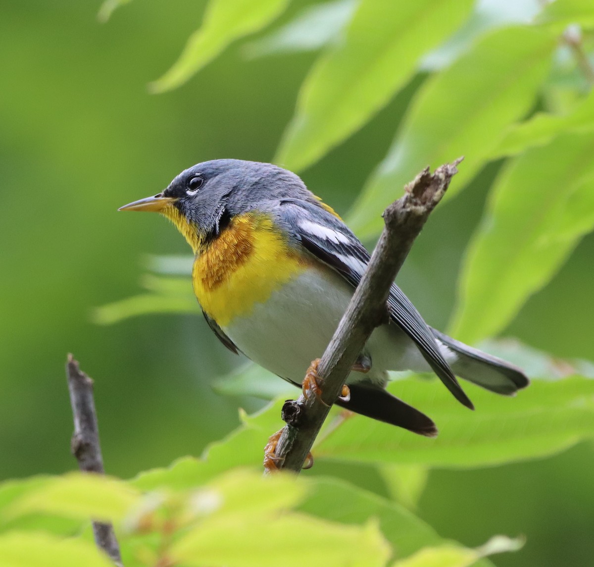 Northern Parula - Patrick McGaugh