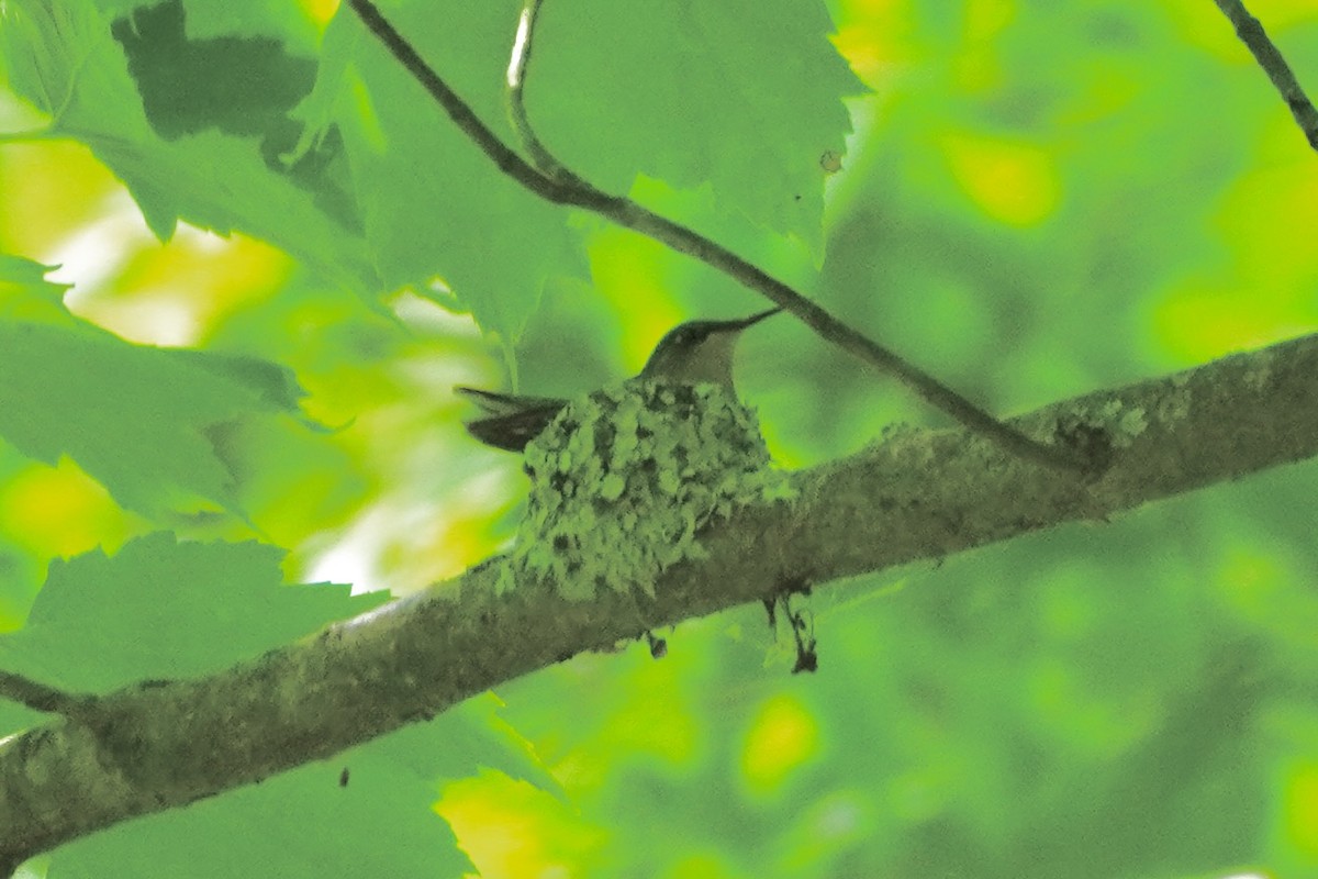 Ruby-throated Hummingbird - linda kleinhenz