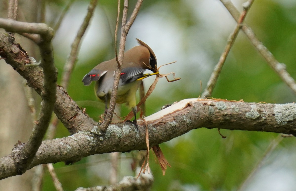 Cedar Waxwing - Dennis Mersky