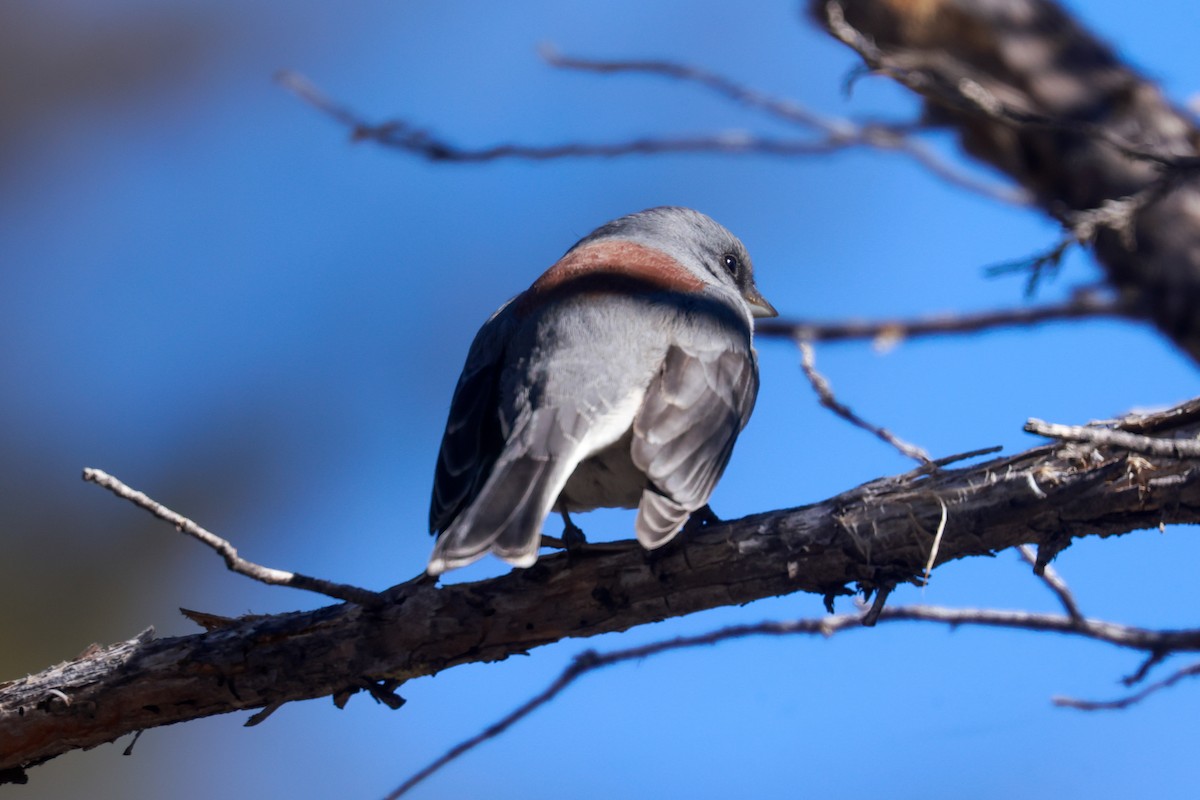 Dark-eyed Junco (Red-backed) - ML619455222