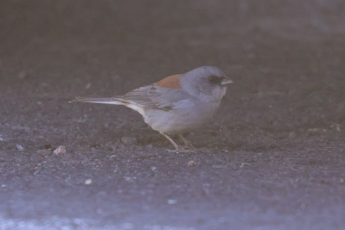 Dark-eyed Junco (Red-backed) - ML619455223