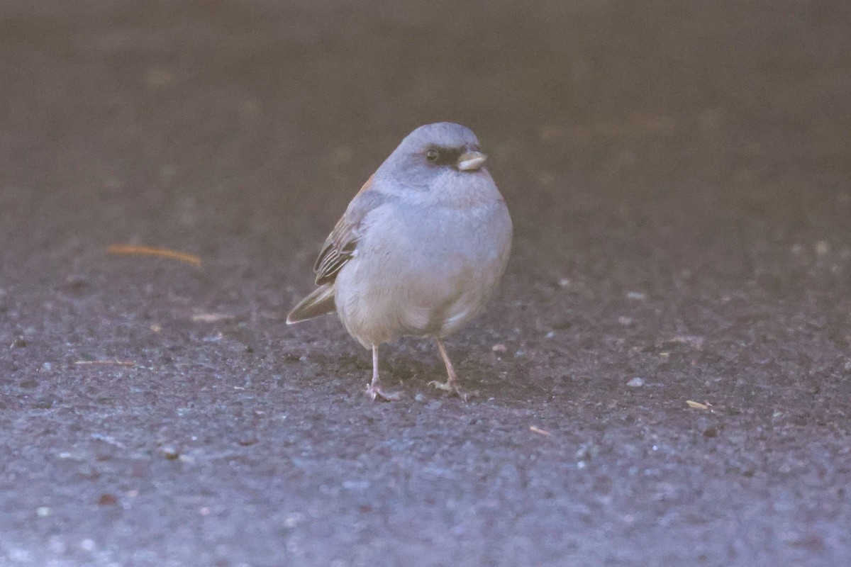 Dark-eyed Junco (Red-backed) - Joey McCracken