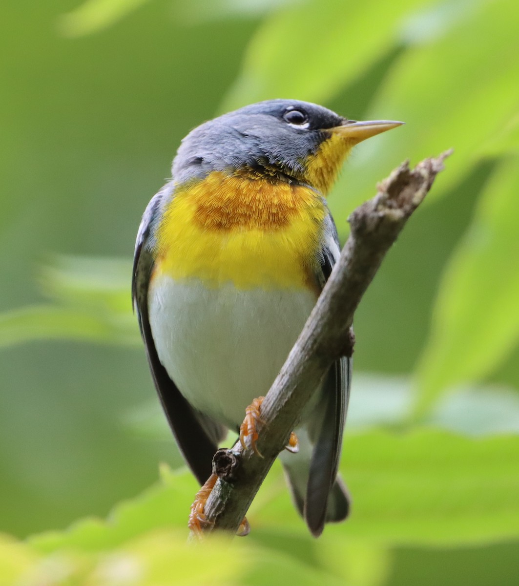 Northern Parula - Patrick McGaugh