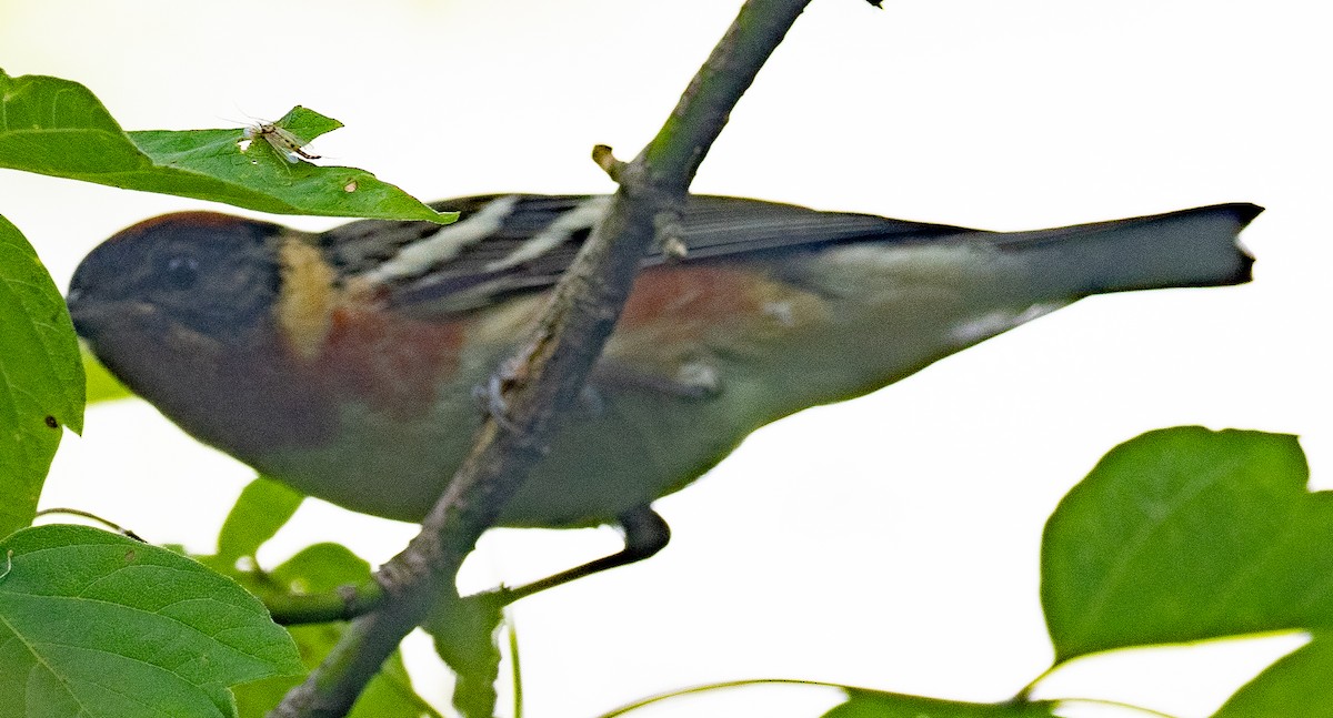 Bay-breasted Warbler - Lynn Chapman