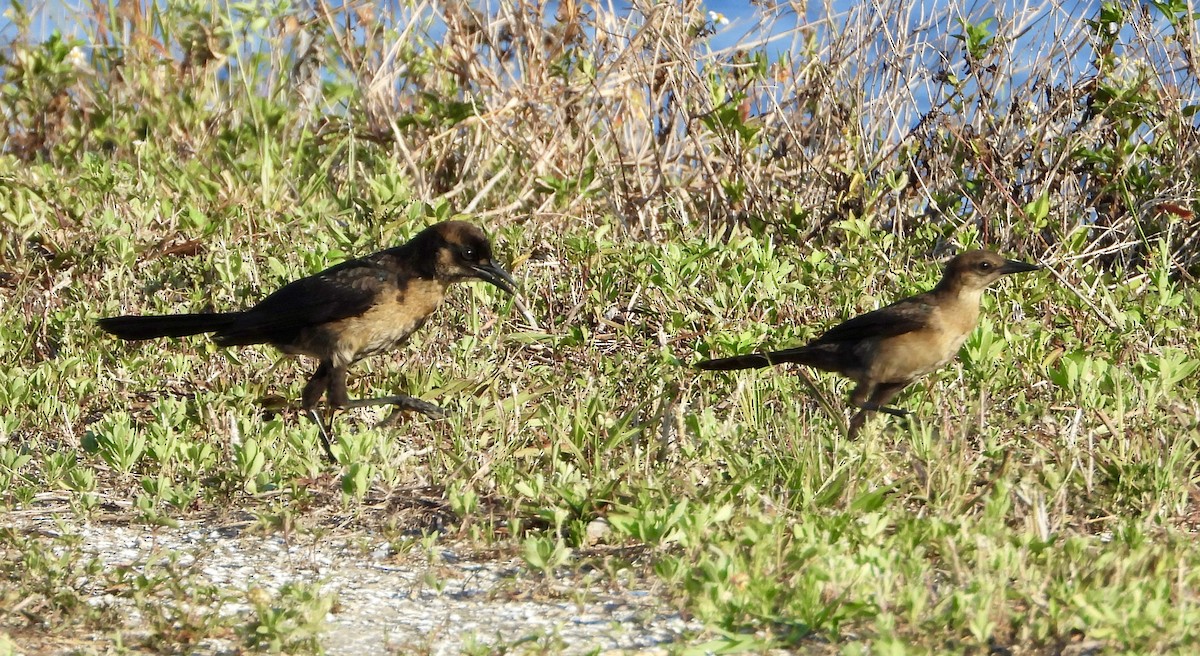 Boat-tailed Grackle - Eve Waterman