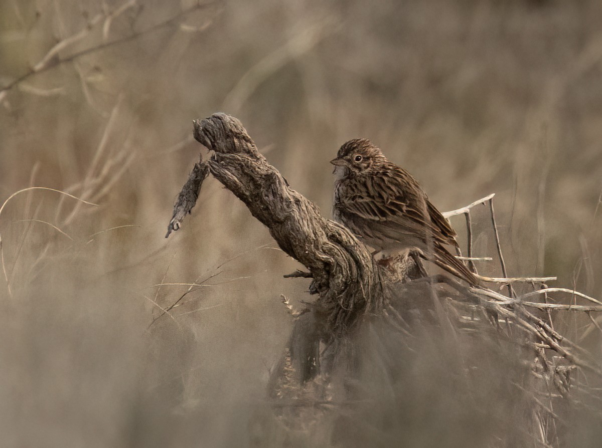 Vesper Sparrow - Anne Heyerly