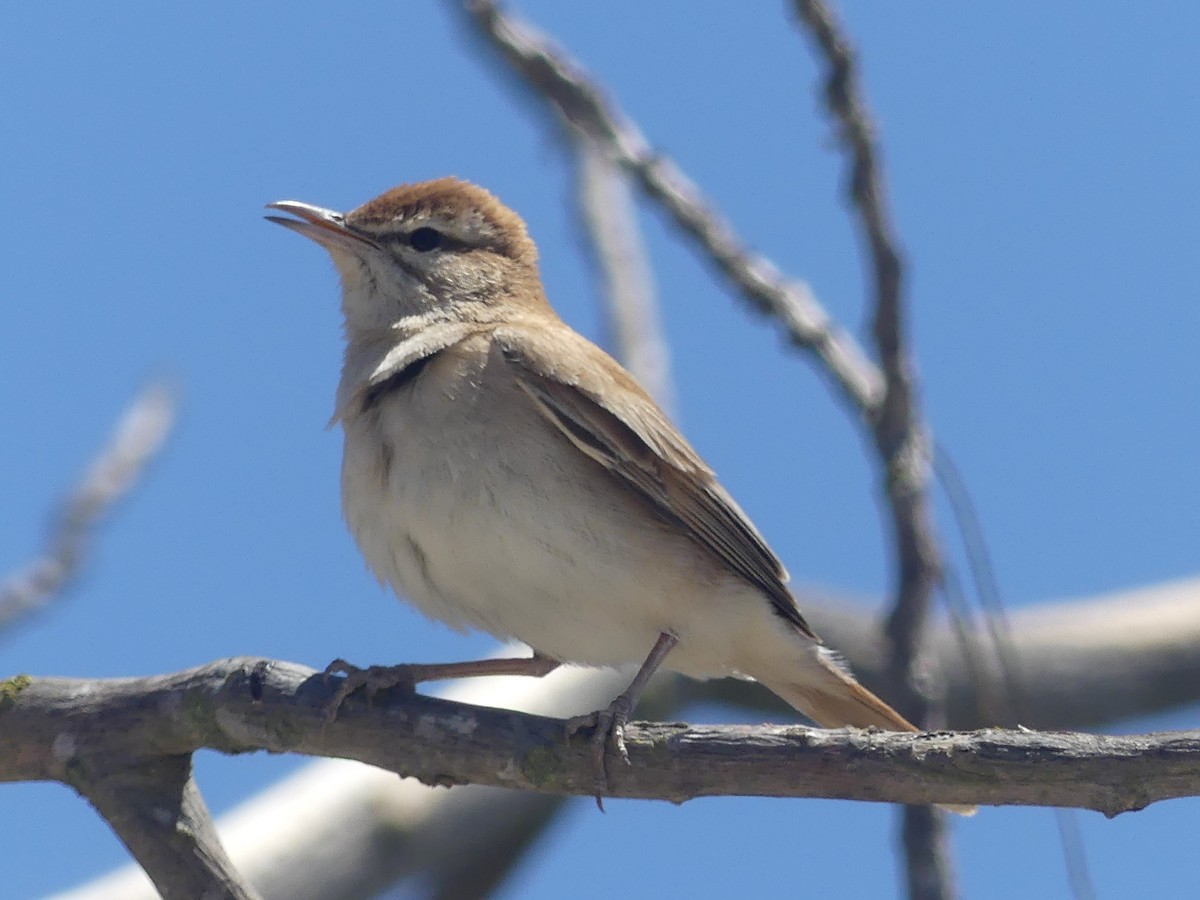 Rufous-tailed Scrub-Robin - Juan Rodríguez Roa