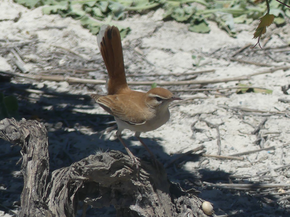 Rufous-tailed Scrub-Robin - Juan Rodríguez Roa