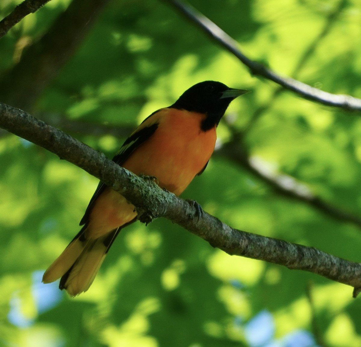 Baltimore Oriole - linda kleinhenz