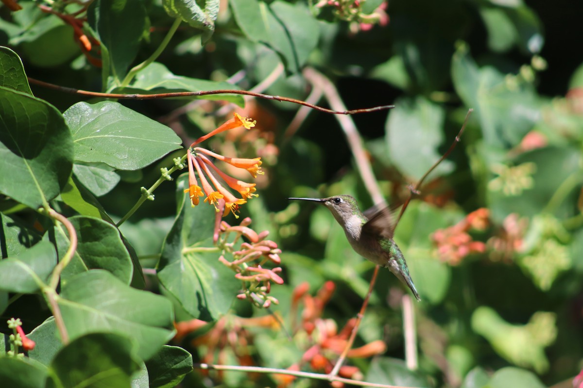 Ruby-throated Hummingbird - rachel purdy