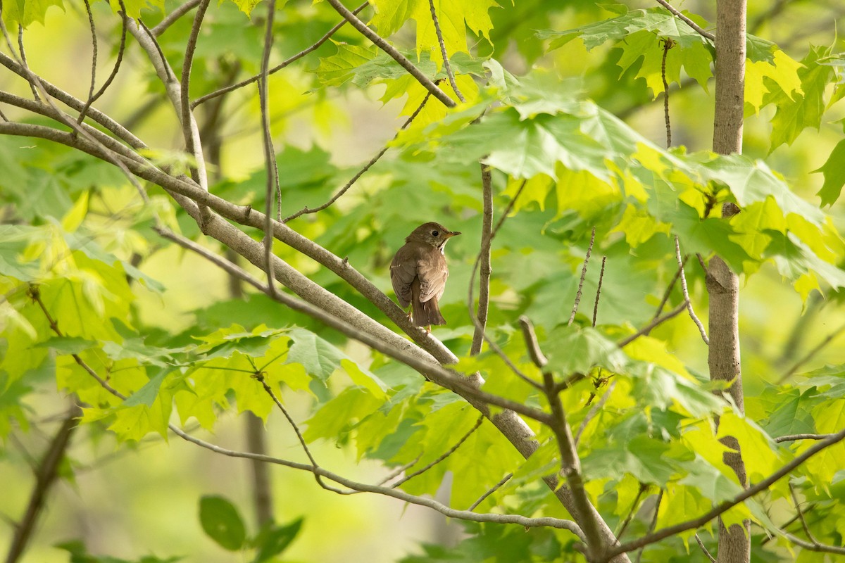 Gray-cheeked Thrush - Sterling Sztricsko