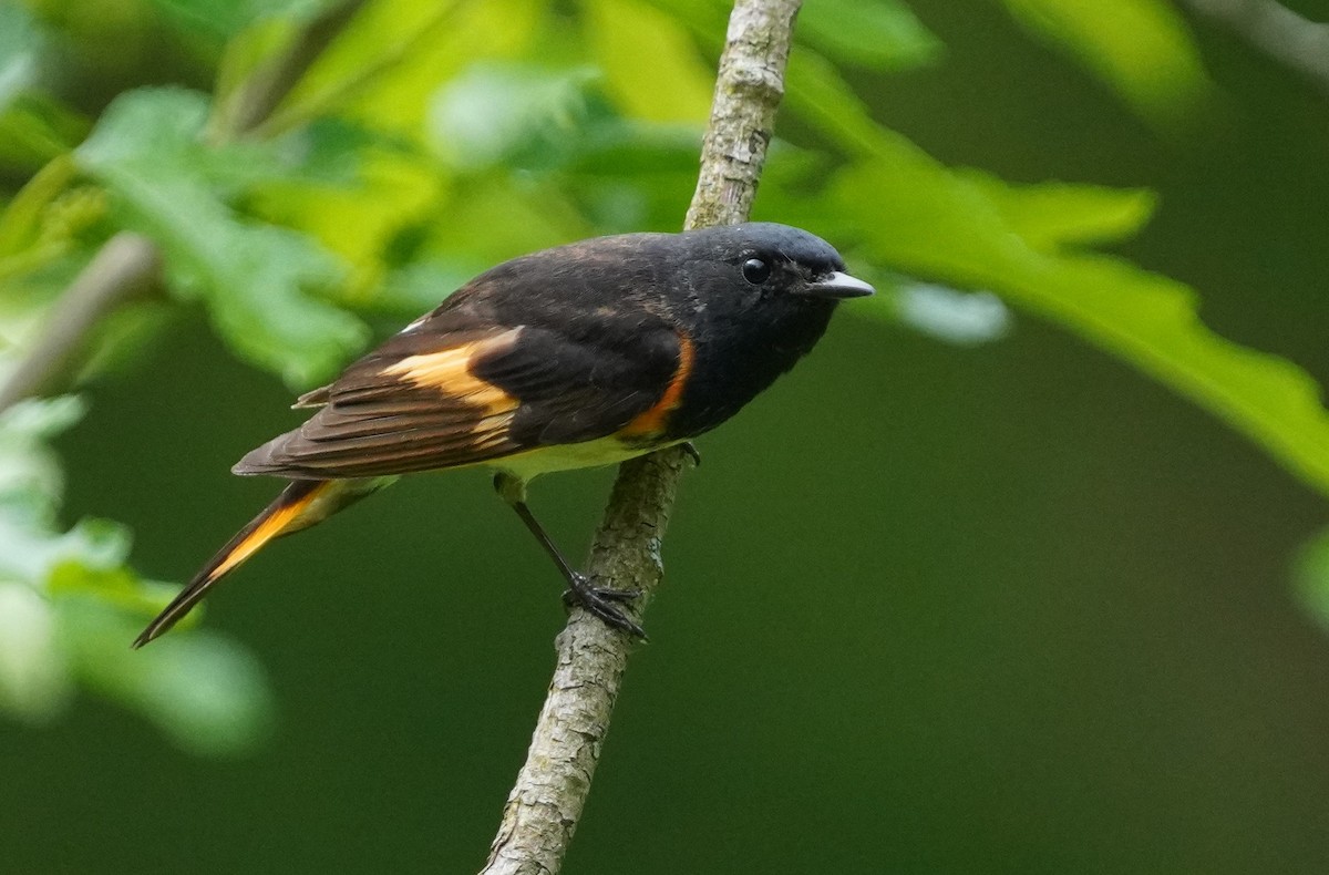 American Redstart - Dennis Mersky