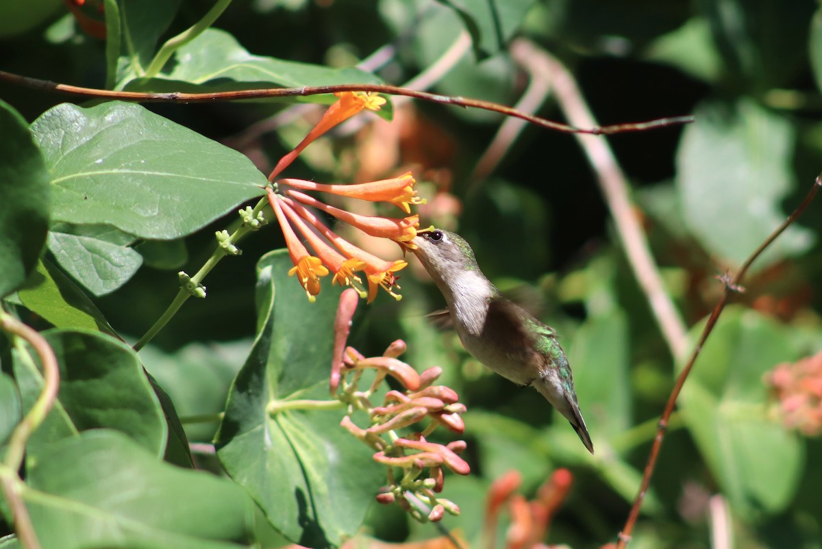 Ruby-throated Hummingbird - ML619455268