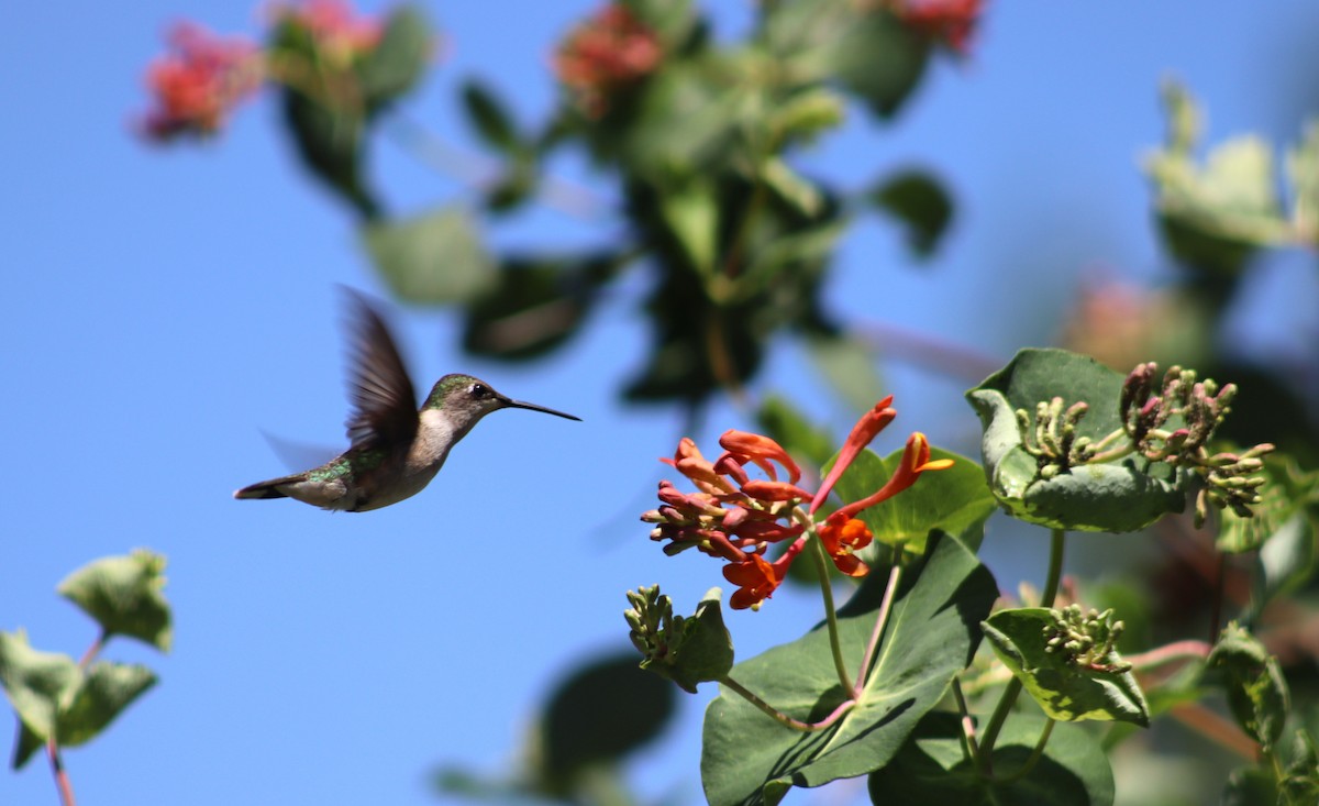 Ruby-throated Hummingbird - rachel purdy