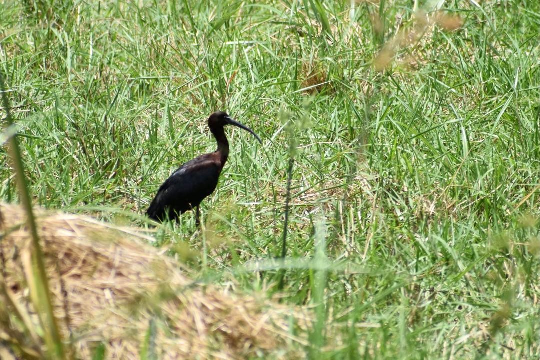 Glossy Ibis - ML619455283