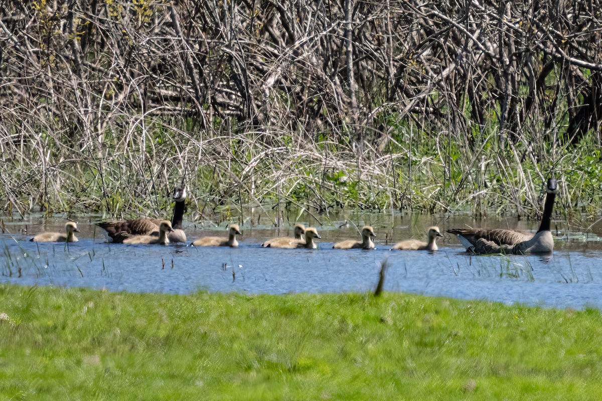 Canada Goose - Shori Velles