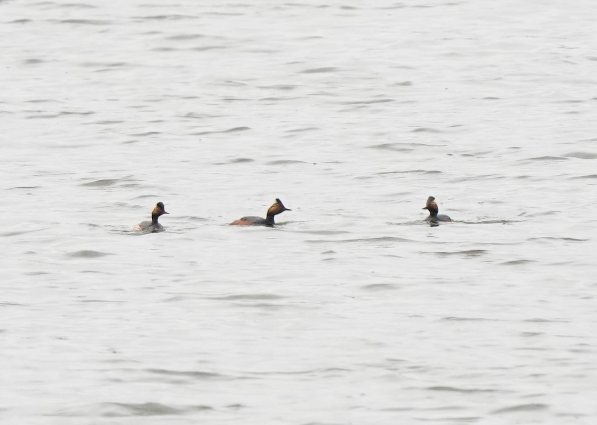 Eared Grebe - Pam Hardy