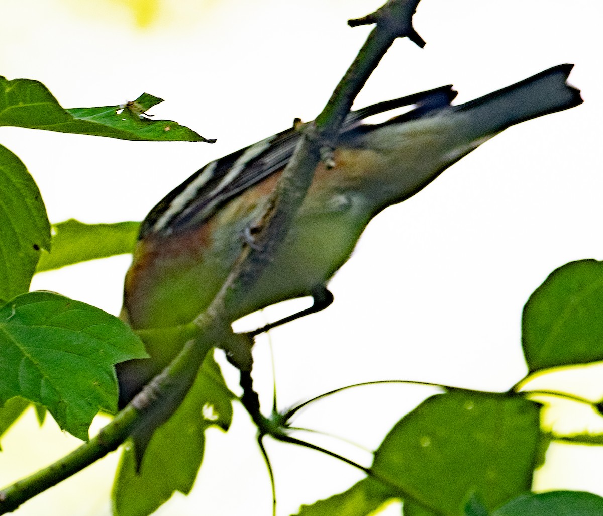 Bay-breasted Warbler - Lynn Chapman