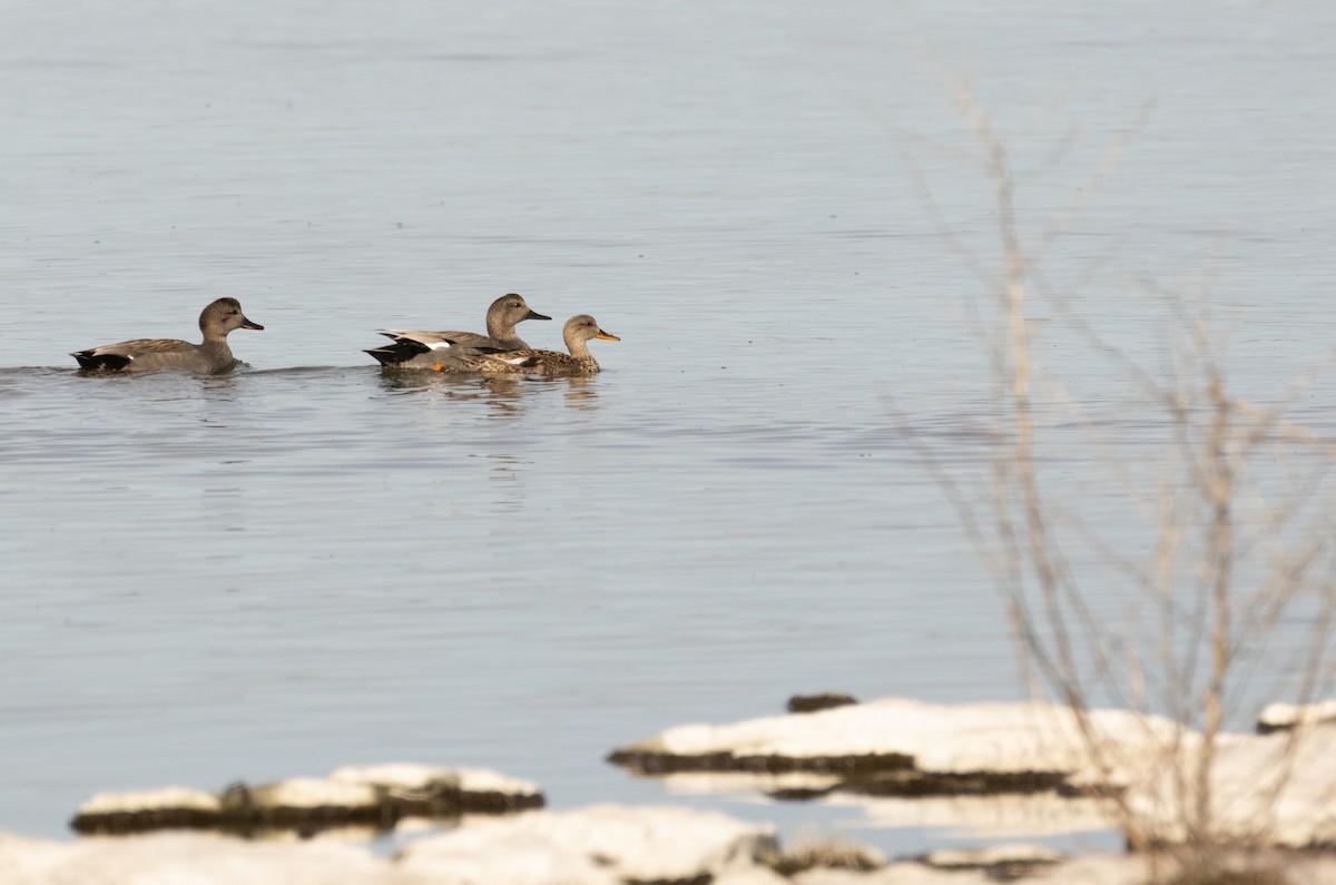 Gadwall - Anne Heyerly