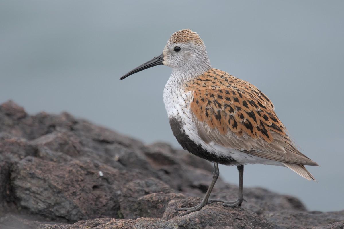 Dunlin - Ivan Wiljanen